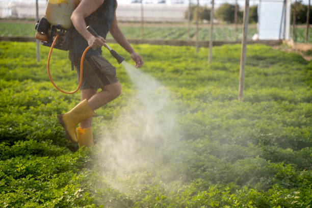Best Local Pest Control Services  in White Sands, NM