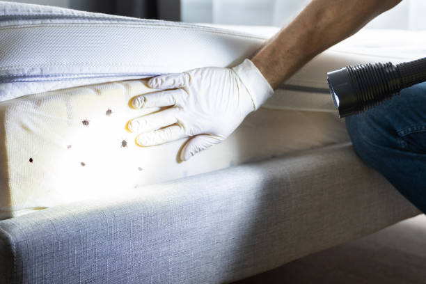 Flea Control Services in White Sands, NM